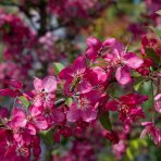 Okrasná jabloň ( Malus )´COCCINELLA´ výška: 200-250 cm, obvod kmeňa 8/10 cm, kont. C35L